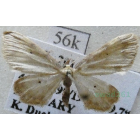 Idaea politaria (Hübner, 1799) Hungaria56k